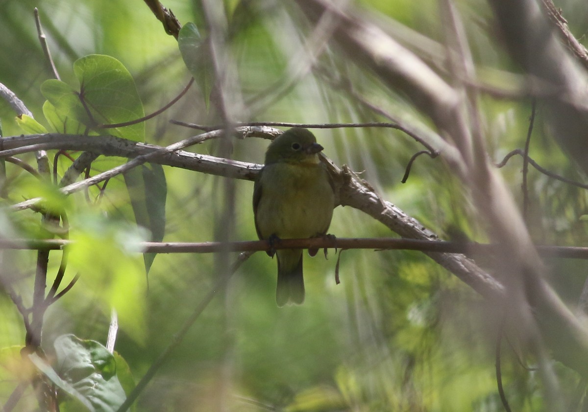 Painted Bunting - ML214644231
