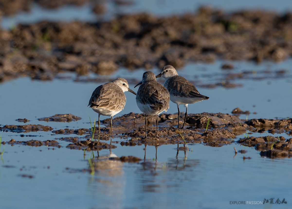 Curlew Sandpiper - Wai Loon Wong