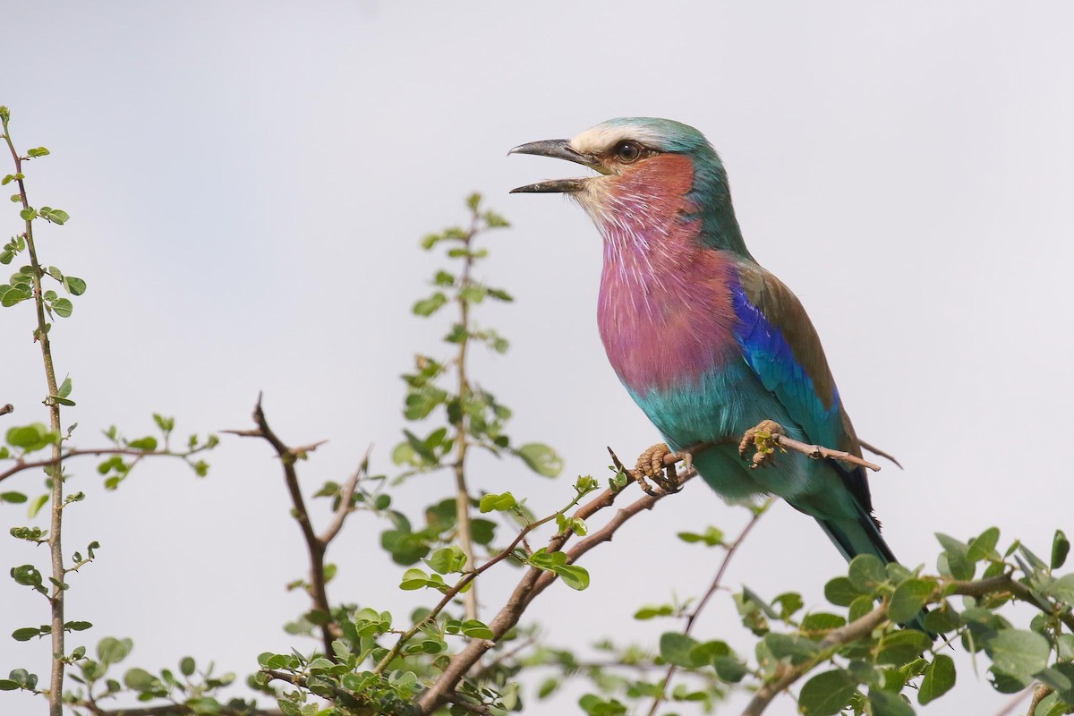 Lilac-breasted Roller - Michael O'Brien