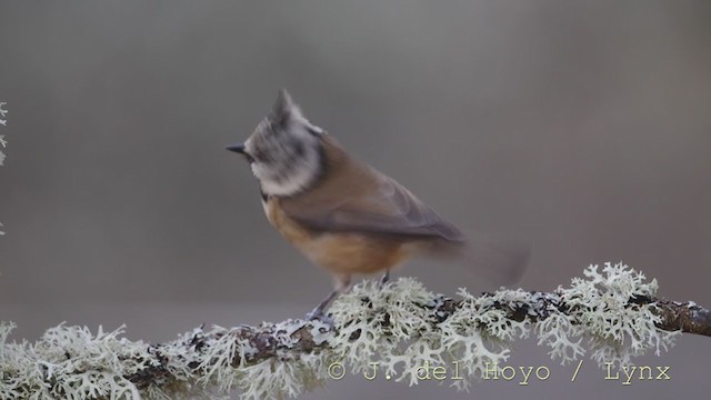 Crested Tit - ML214648641