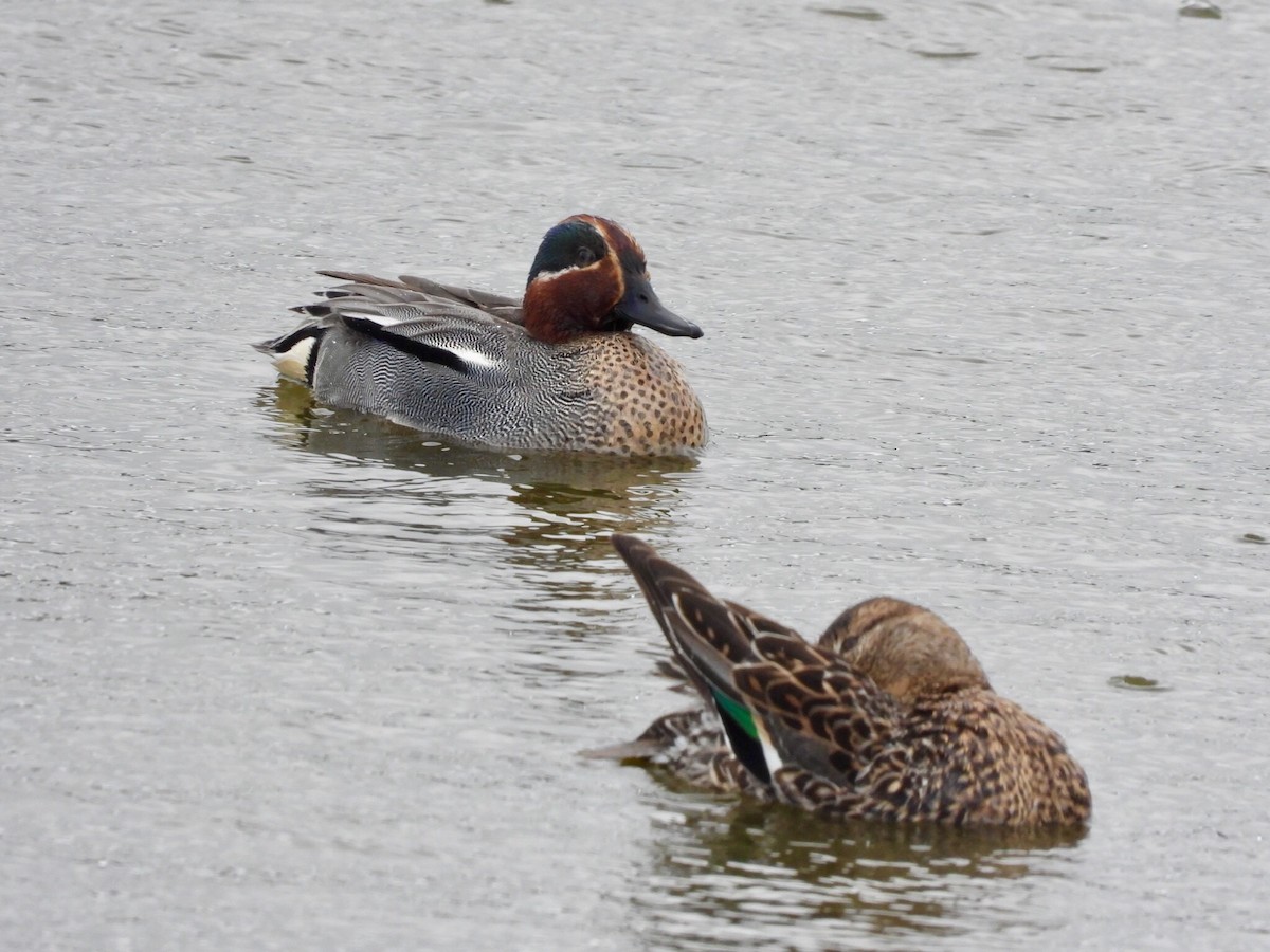 Green-winged Teal - ML214649871