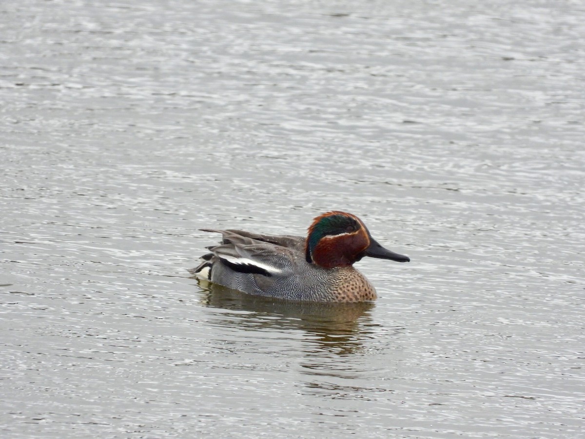 Green-winged Teal - Marie-Pierre Rainville