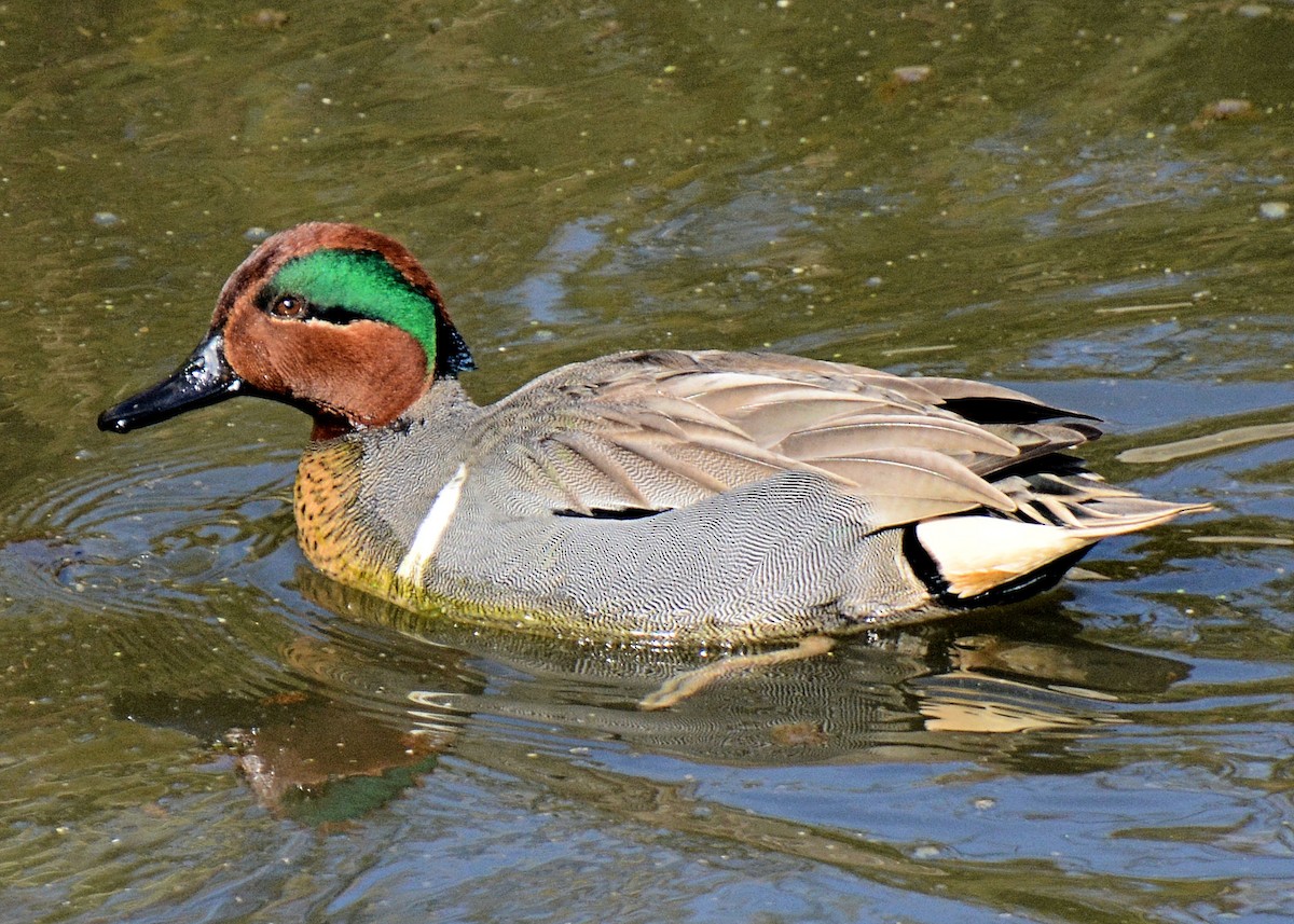 Green-winged Teal - ML214650291