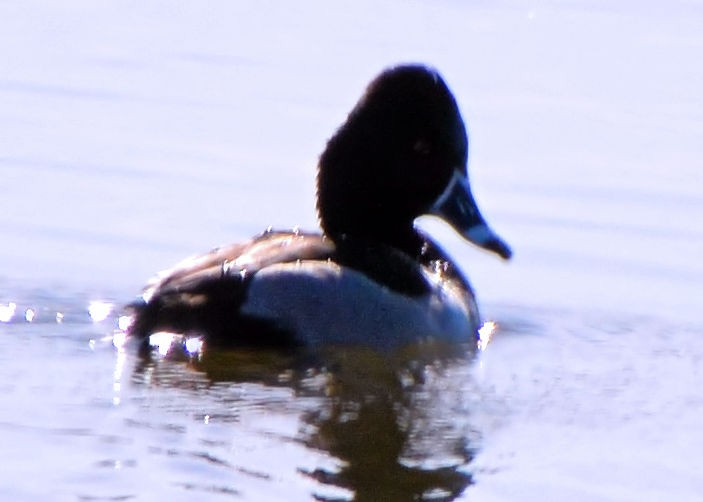 Ring-necked Duck - Gayle Lee