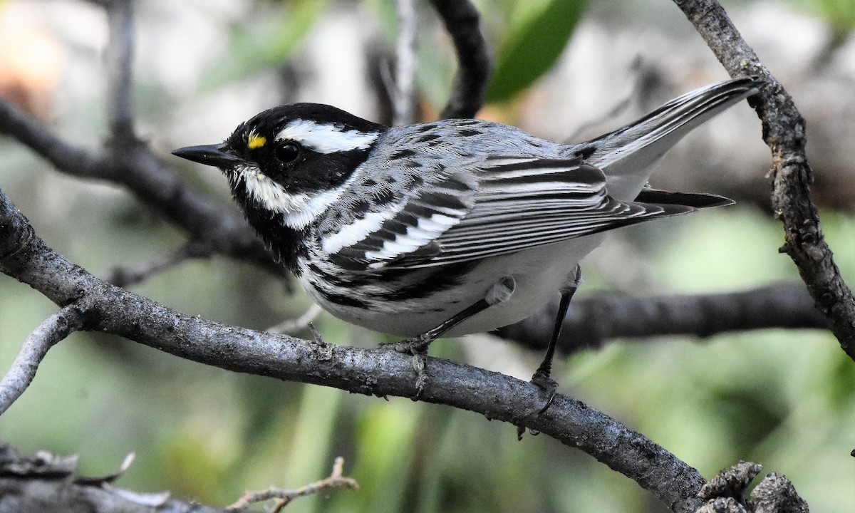 Black-throated Gray Warbler - Chris Rohrer
