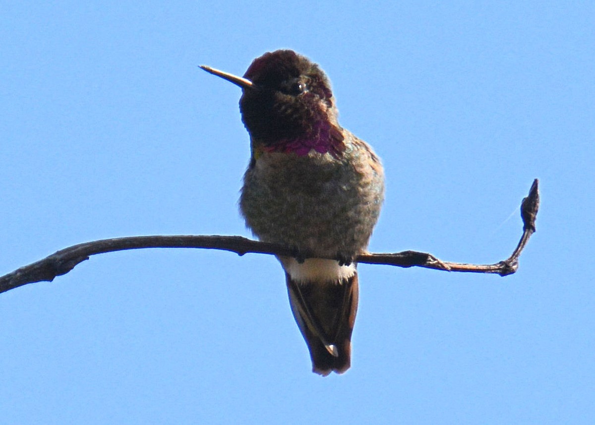 Anna's Hummingbird - ML214652811