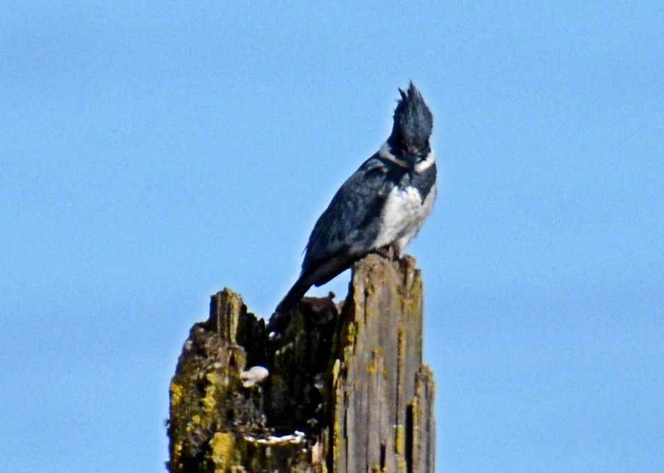 Belted Kingfisher - ML214653571