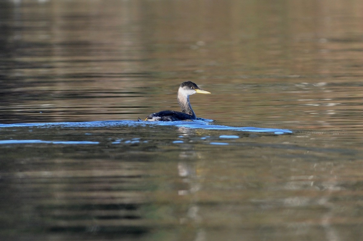 Red-necked Grebe - ML21465421