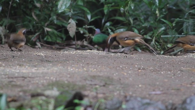 Greater Necklaced Laughingthrush - ML214654591