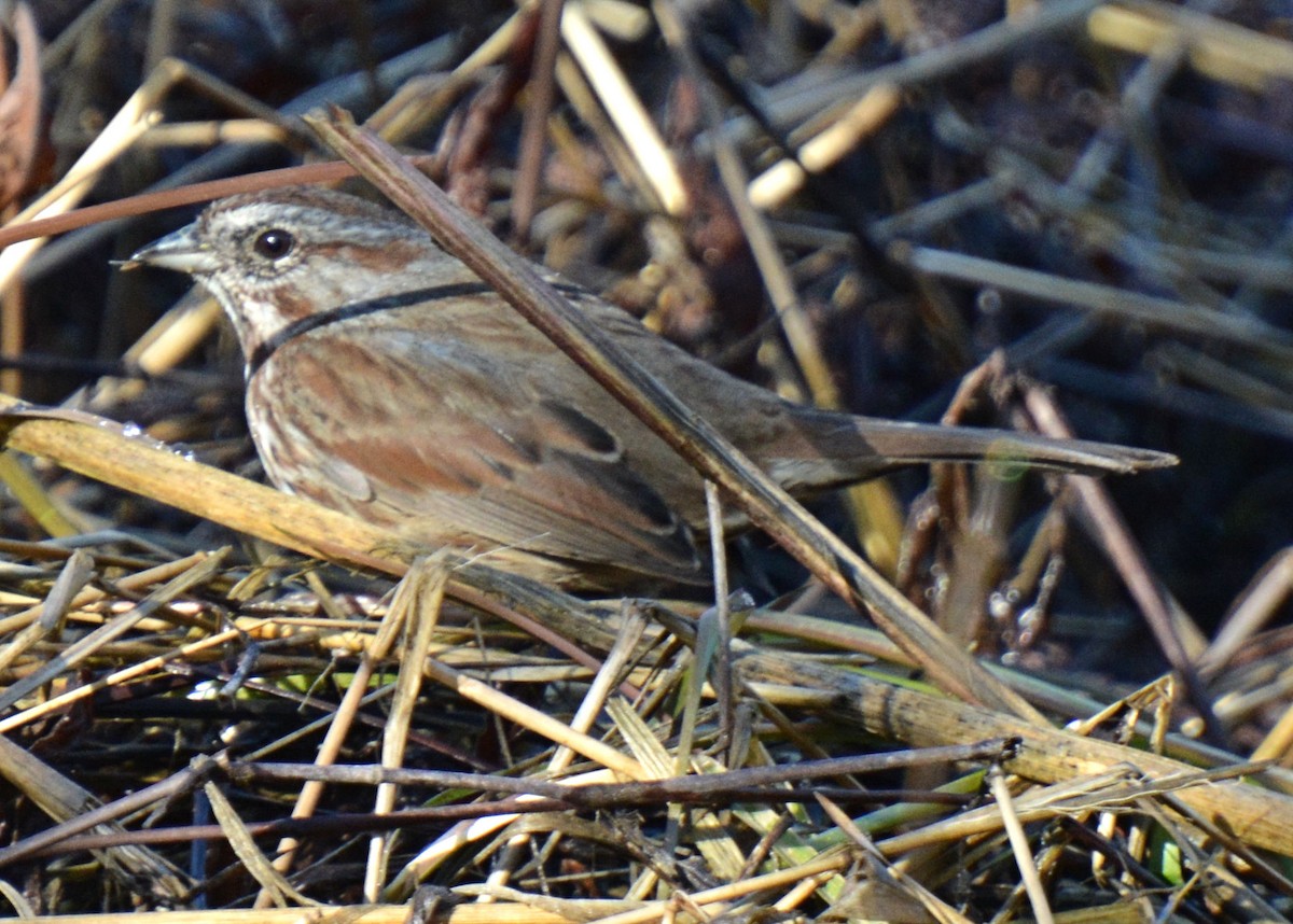 Song Sparrow - Gayle Lee