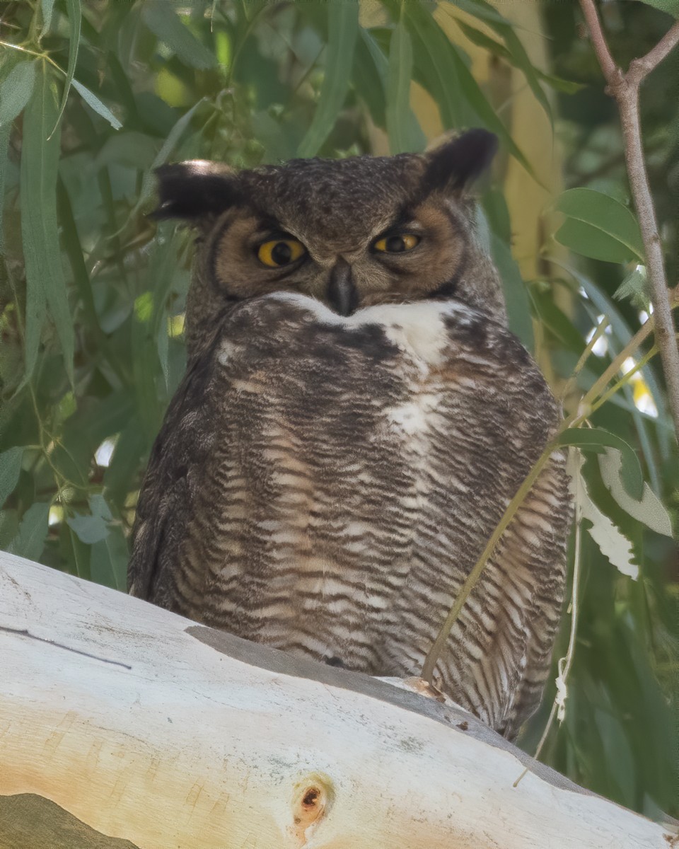 Great Horned Owl - ML214654941