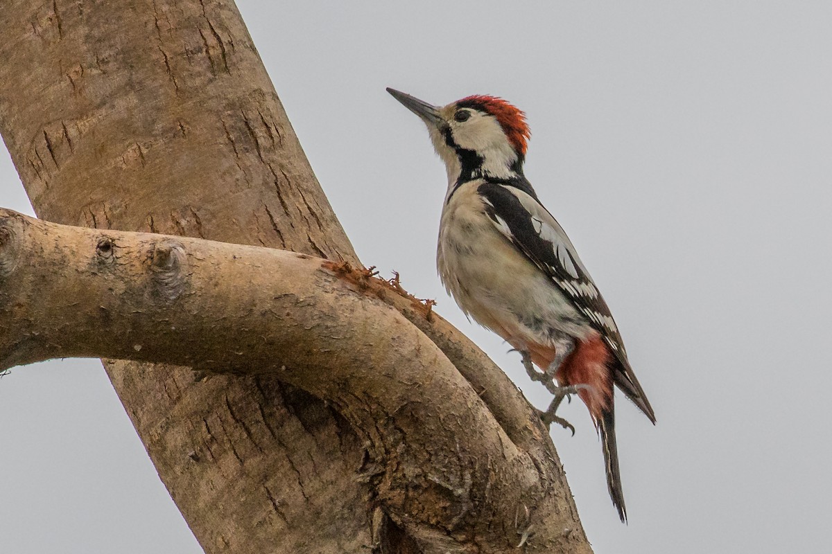 Sind Woodpecker - ML214655011