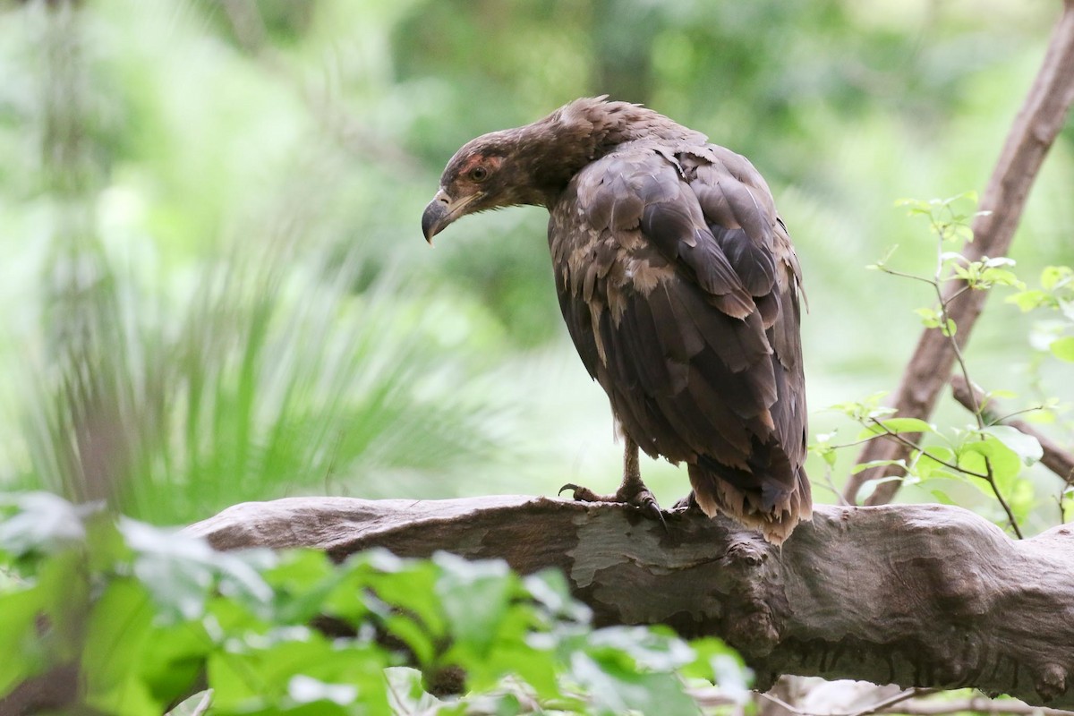 Palm-nut Vulture - Michael O'Brien