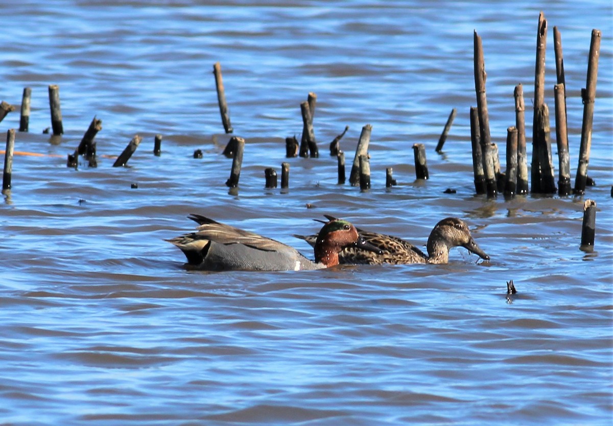 Green-winged Teal - Mike Riley