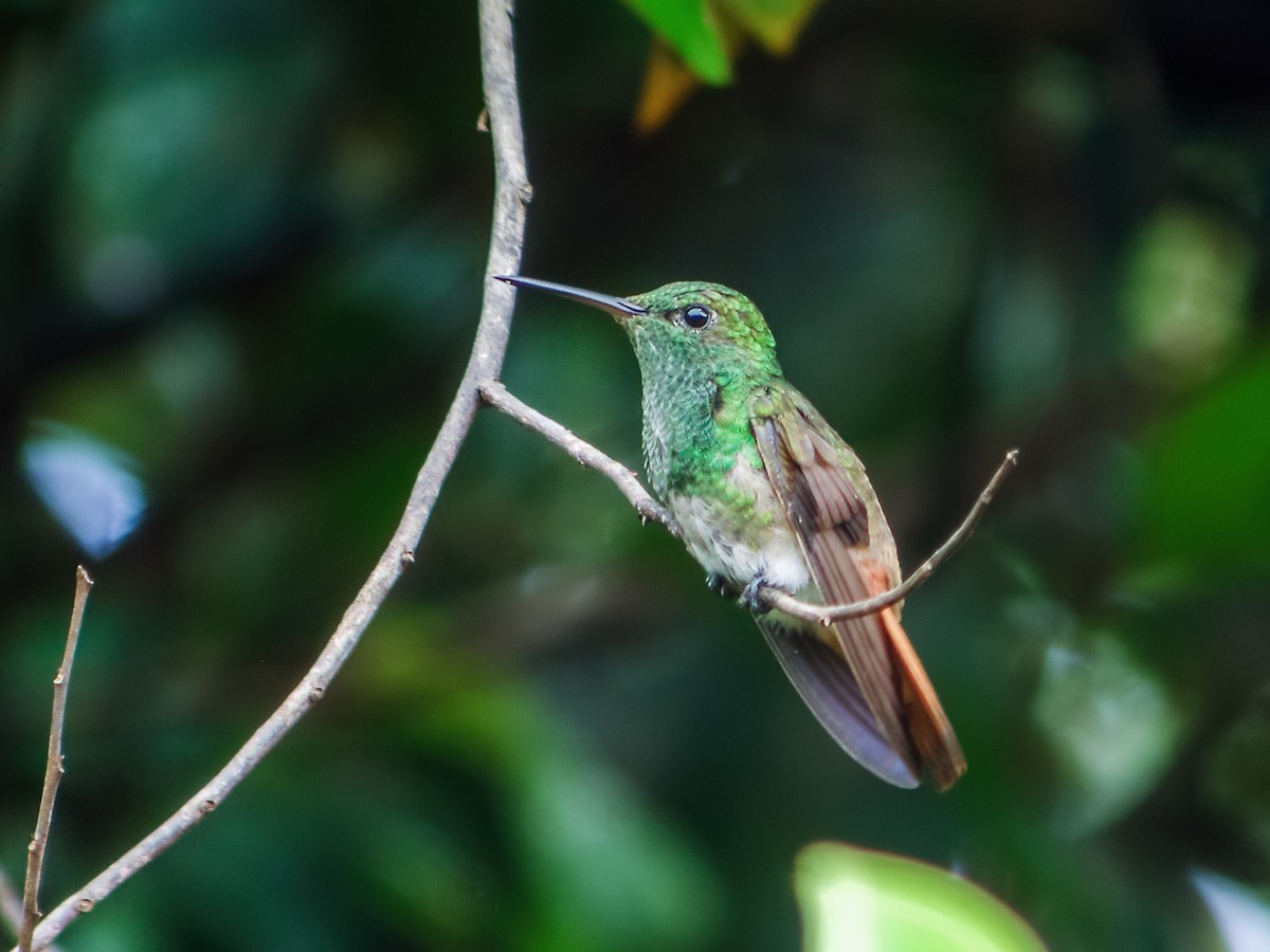 Copper-tailed Hummingbird - Nick Athanas