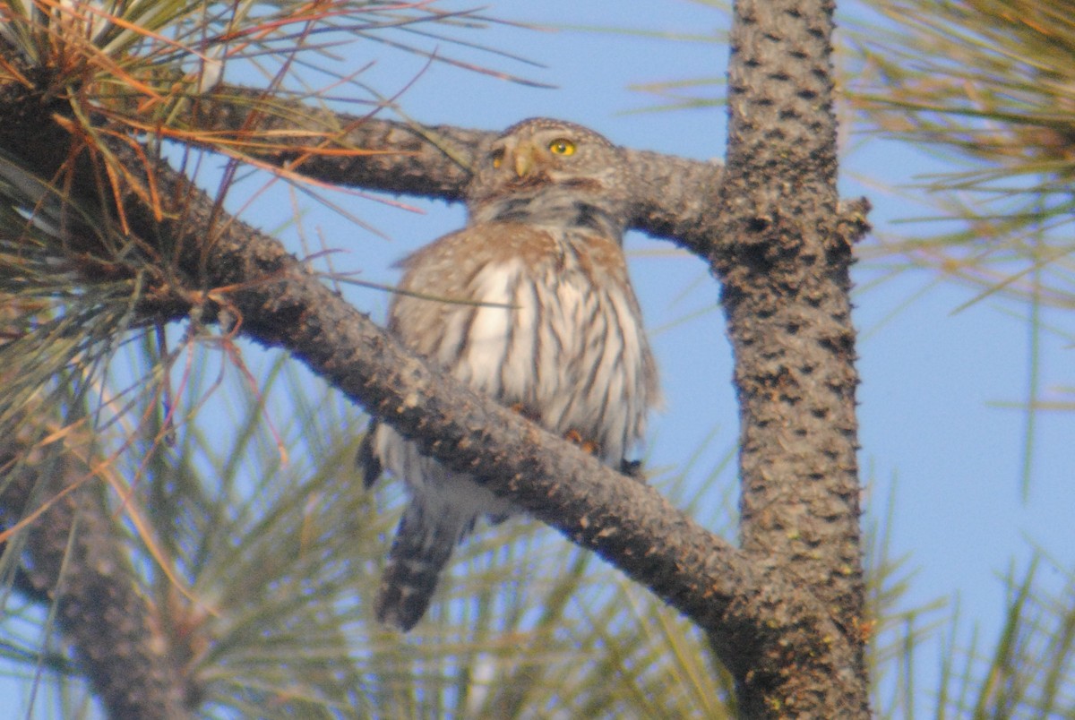 Northern Pygmy-Owl - ML214660791