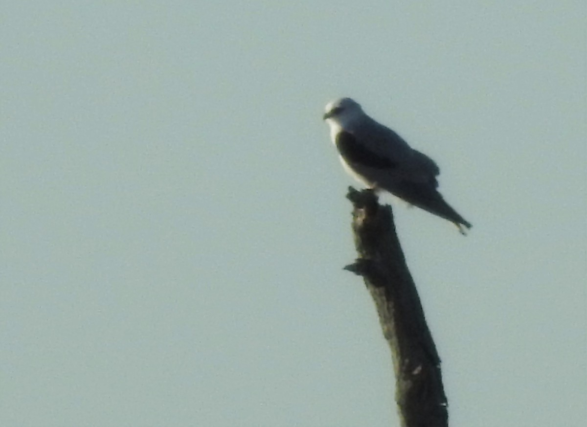 White-tailed Kite - ML214661881