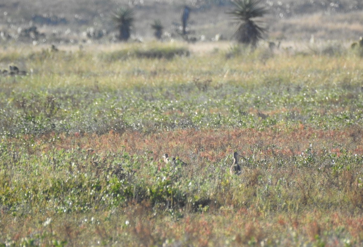 Long-billed Curlew - ML214662161