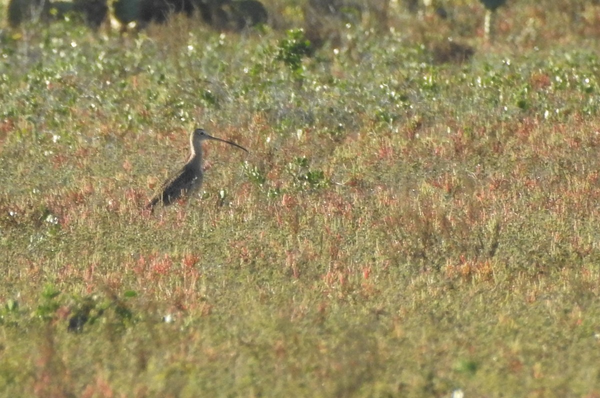 Long-billed Curlew - ML214662181