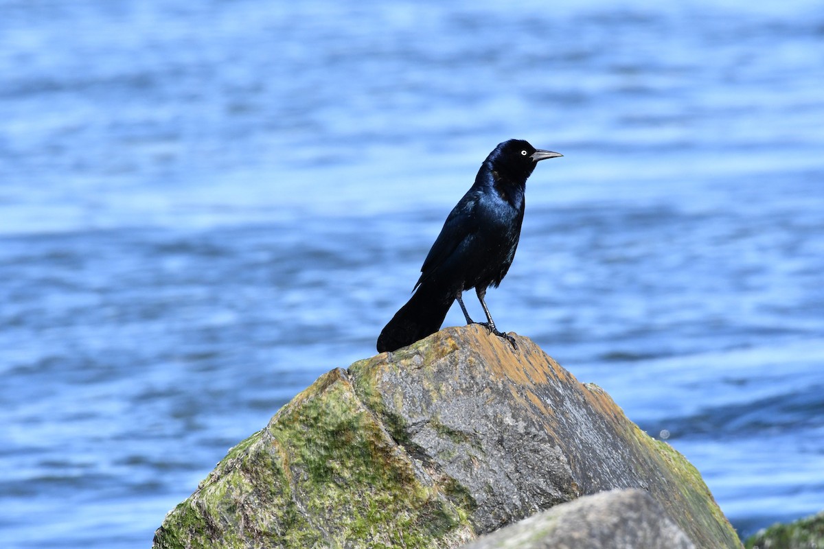Boat-tailed Grackle - ML214662471