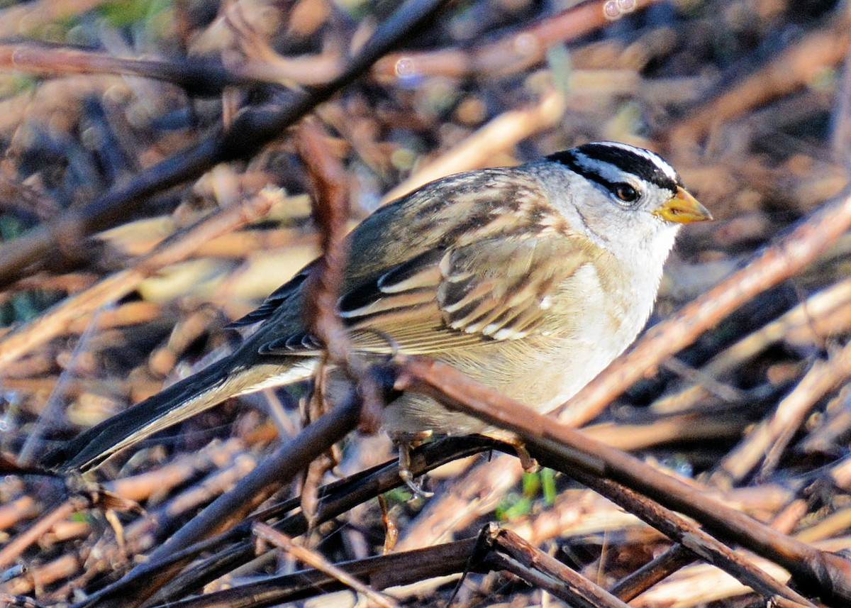 White-crowned Sparrow - Gayle Lee