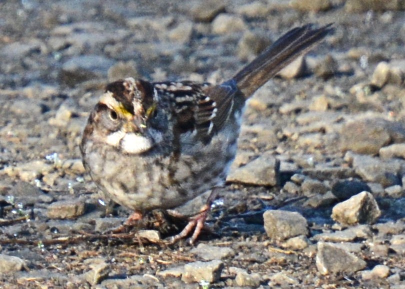 White-throated Sparrow - ML214663711