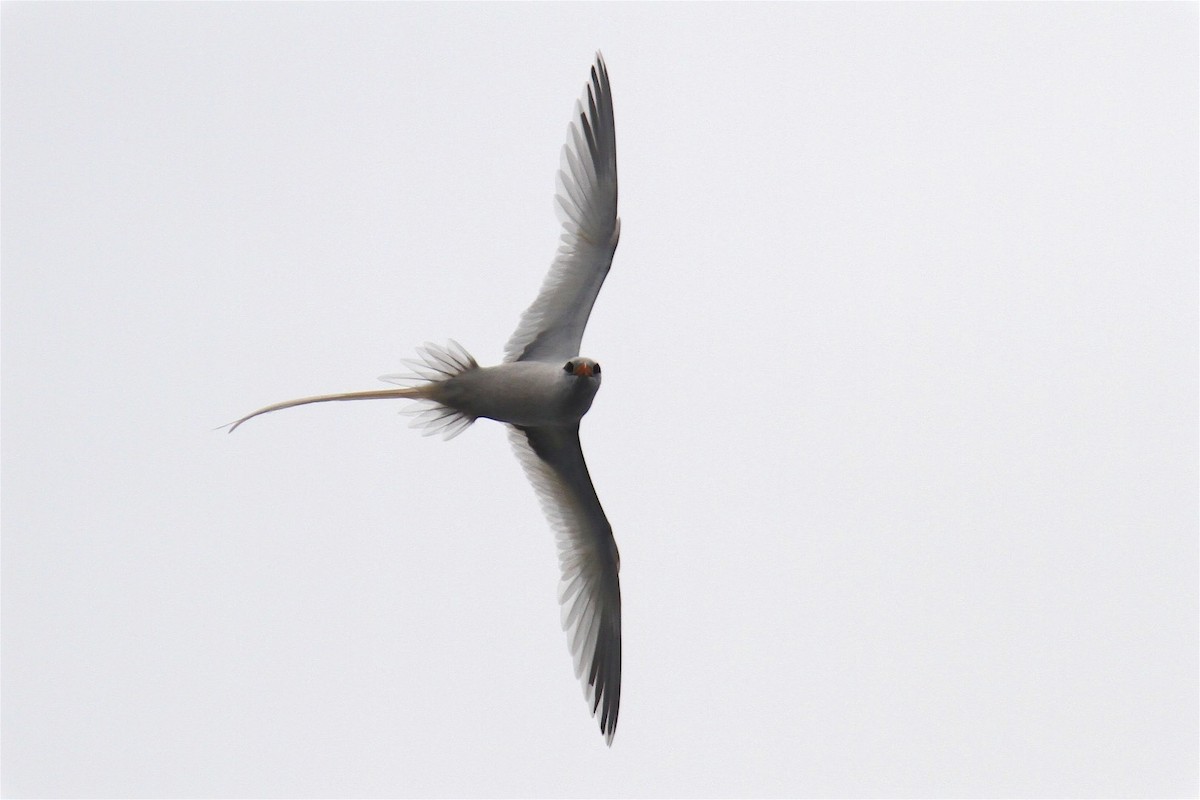 White-tailed Tropicbird - ML214664921