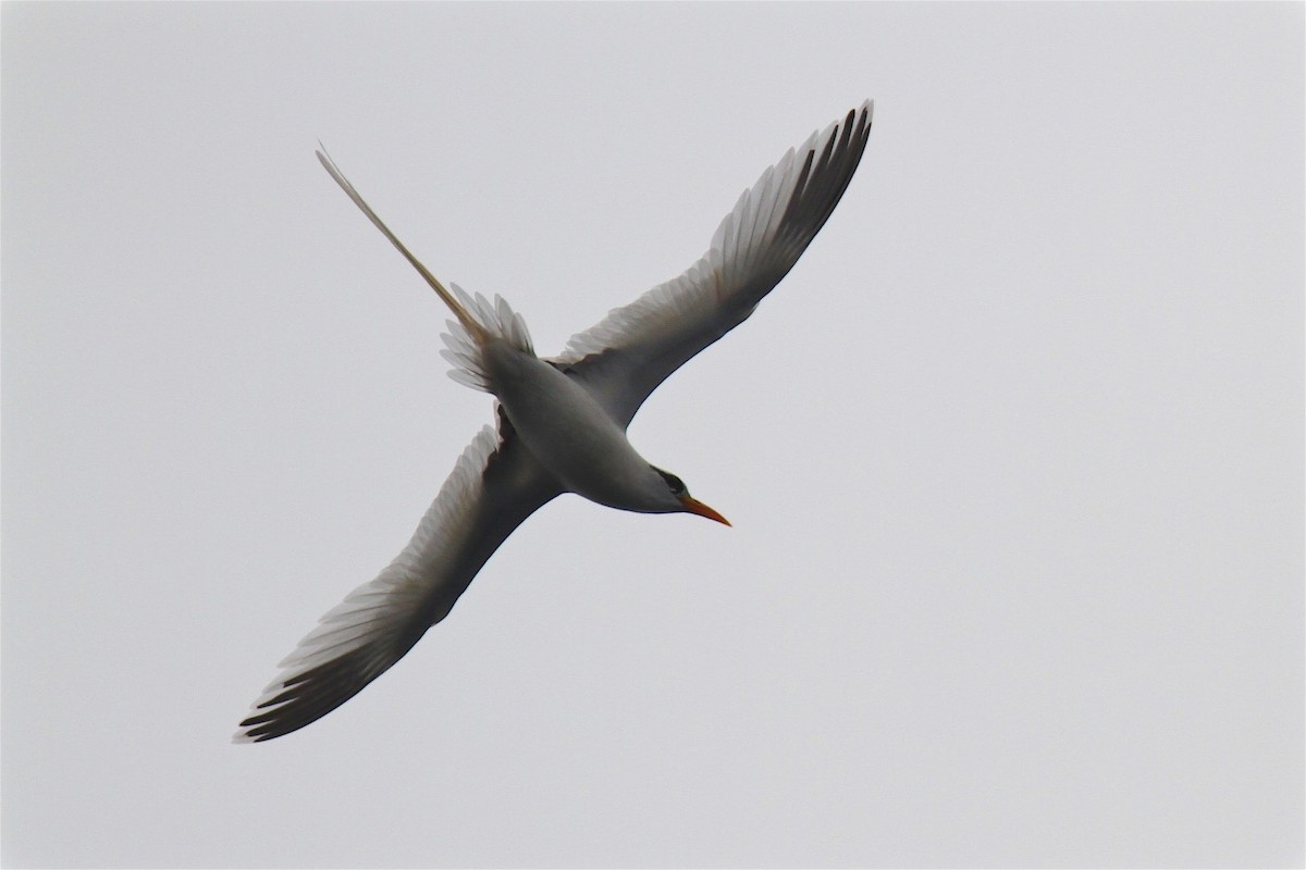 White-tailed Tropicbird - ML214664941