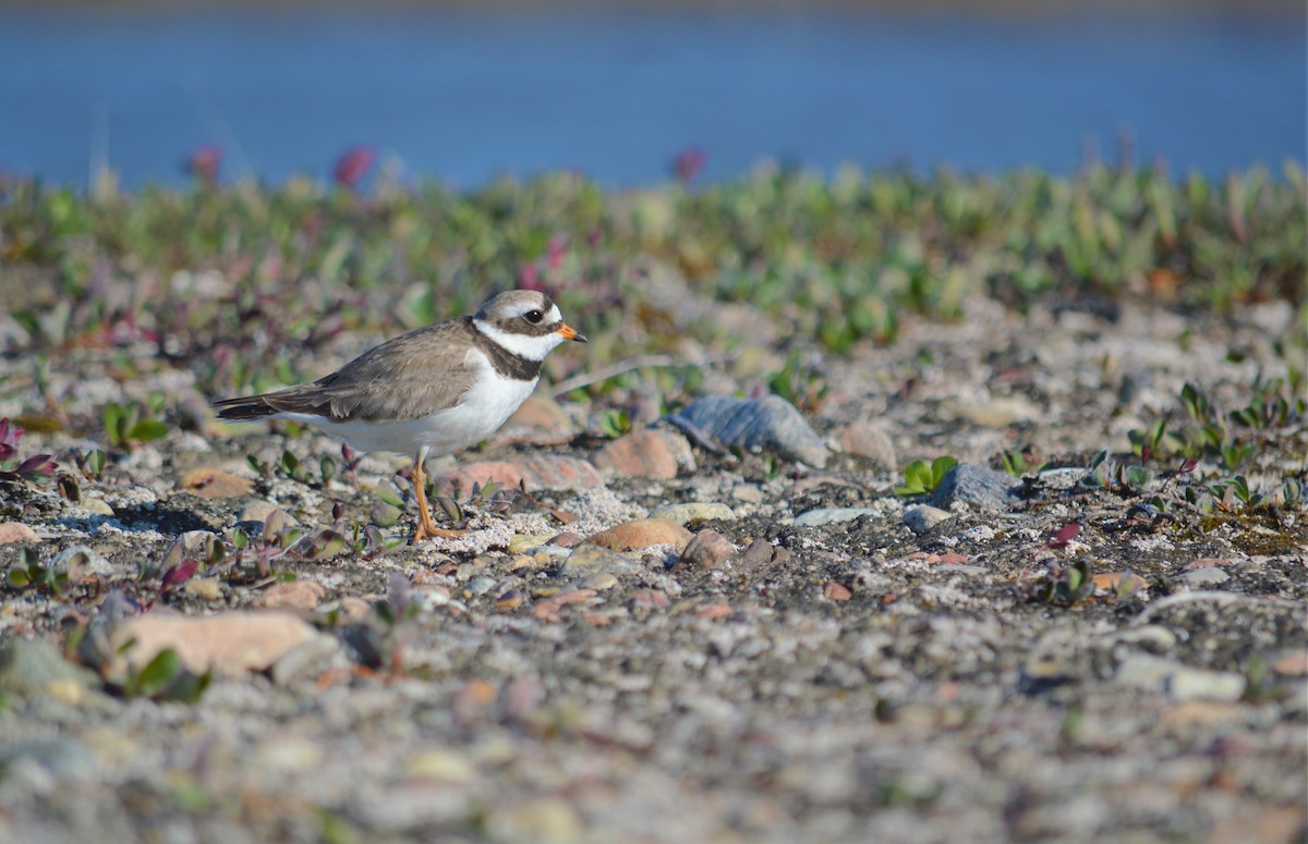 Common Ringed Plover - ML214665511
