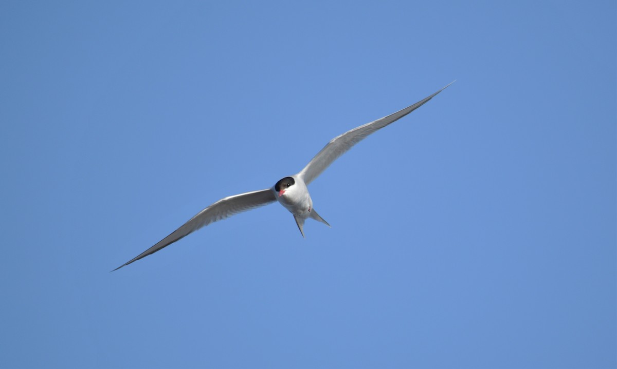 Arctic Tern - Andra Florea