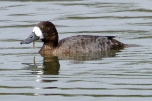 Greater Scaup - ML214665871