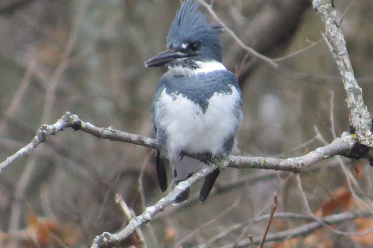 Belted Kingfisher - ML21466941
