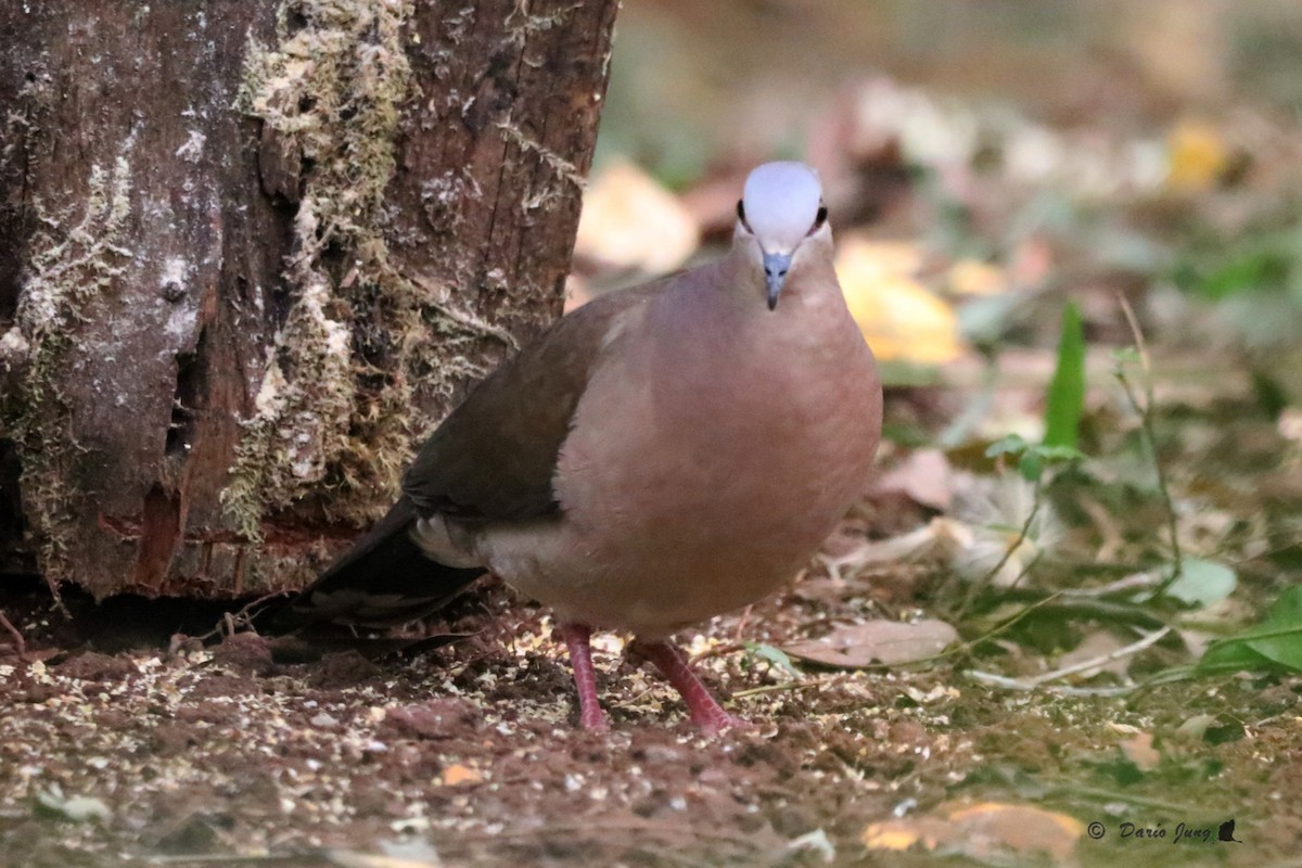 Gray-fronted Dove - Darío Jung