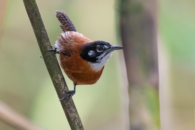 Bay Wren