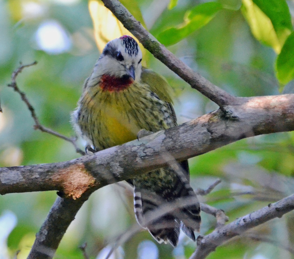 Cuban Green Woodpecker - ML21467211
