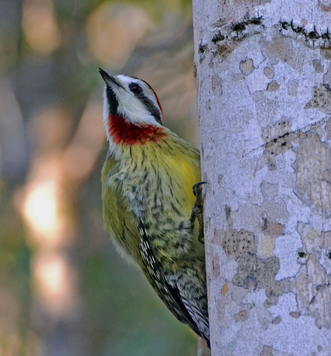 Cuban Green Woodpecker - ML21467221