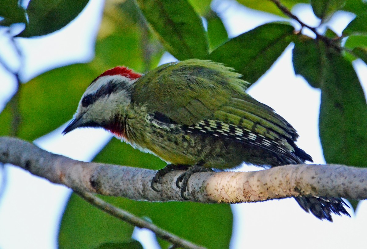 Cuban Green Woodpecker - ML21467241