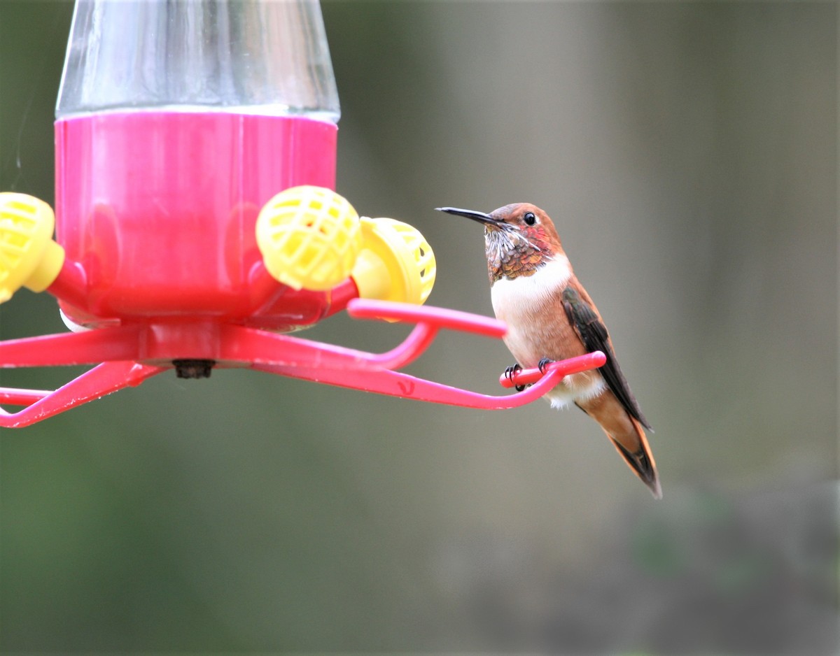 Rufous Hummingbird - ML214672741