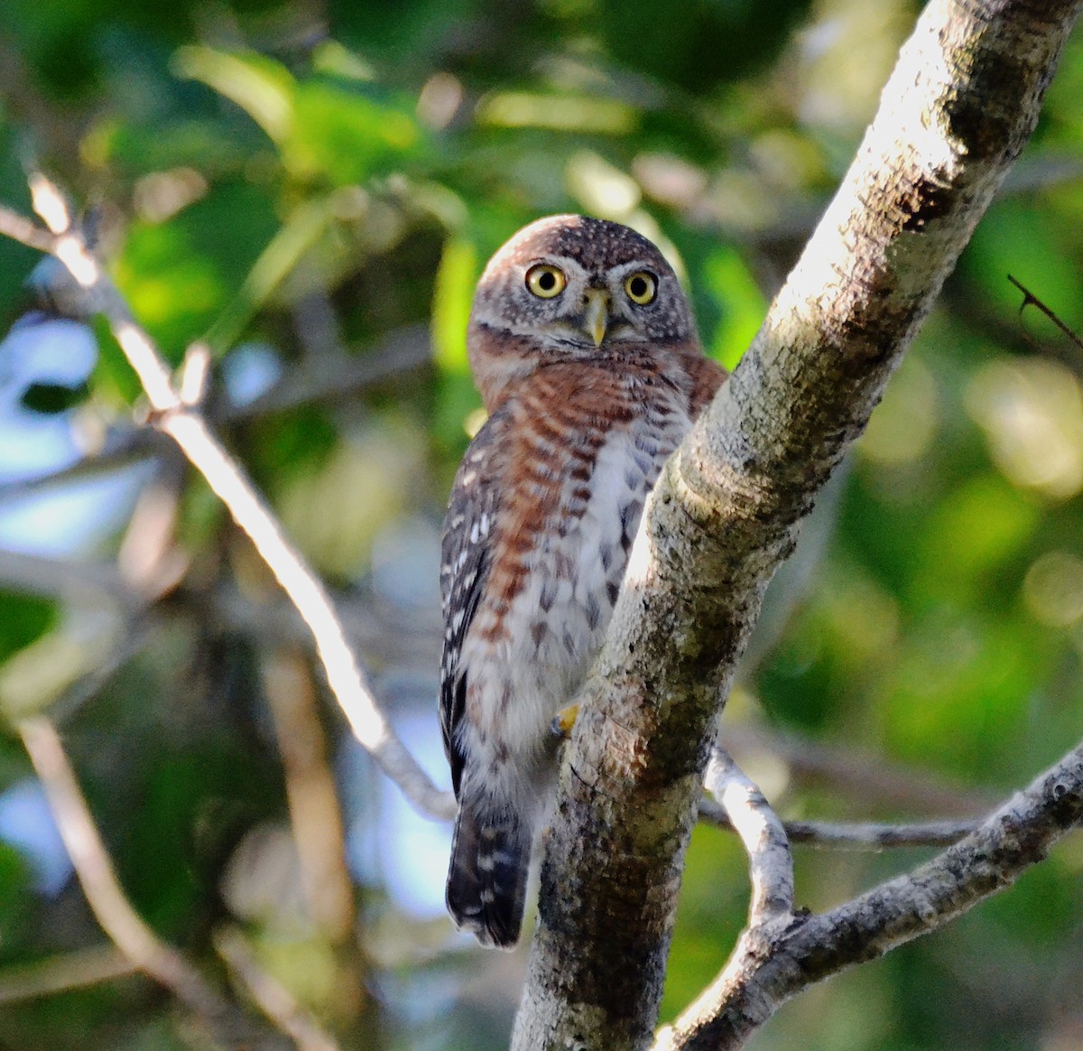 Cuban Pygmy-Owl - ML21467301