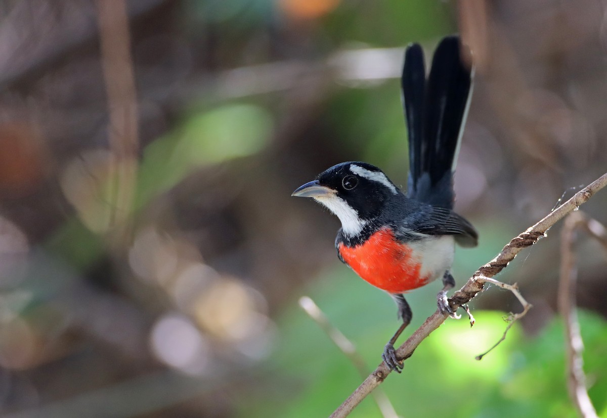 Red-breasted Chat - ML214673141