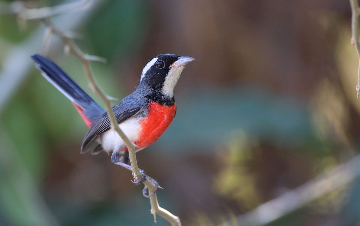 Red-breasted Chat - Luke Seitz