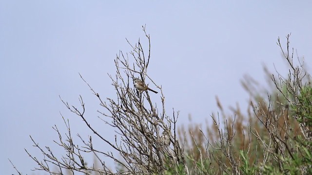 Bell's Sparrow (belli) - ML214673861