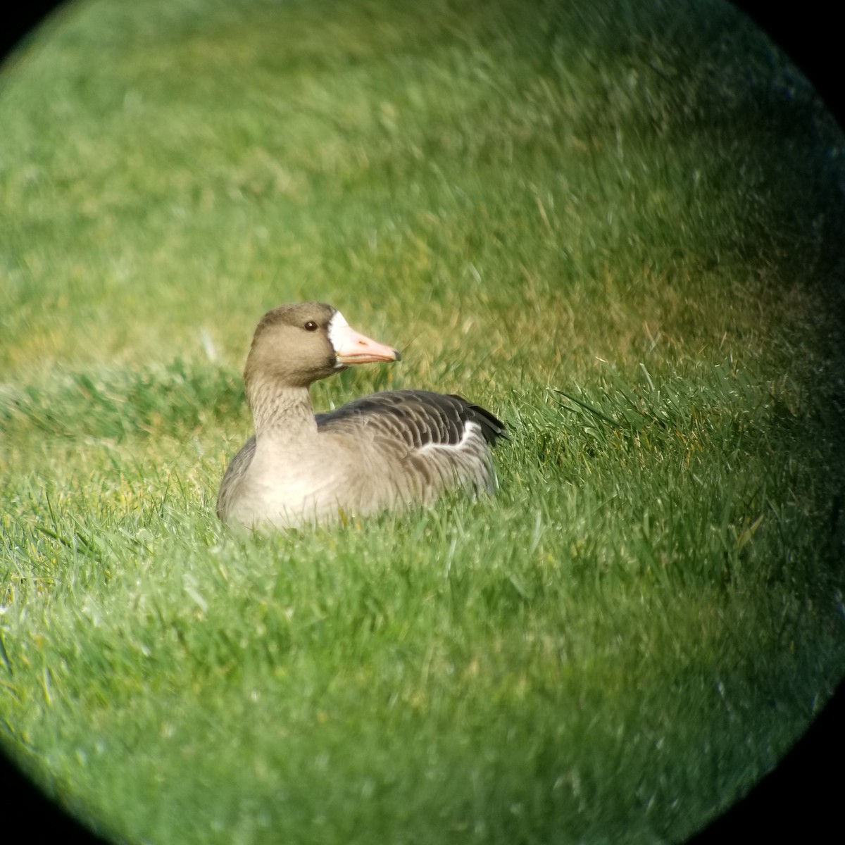 Greater White-fronted Goose - ML214675661