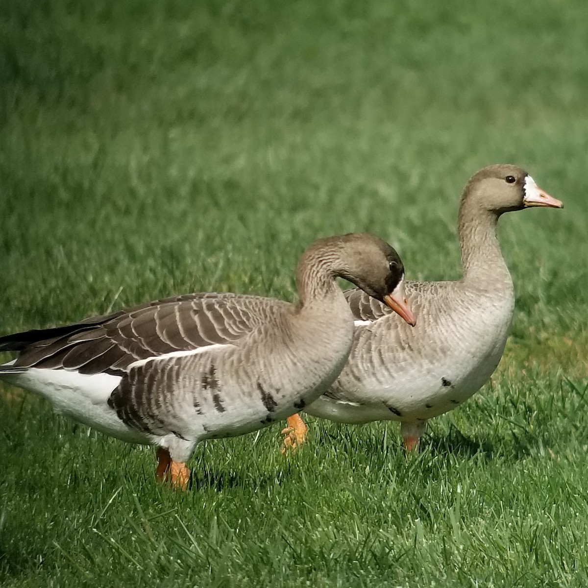 Greater White-fronted Goose - ML214675751