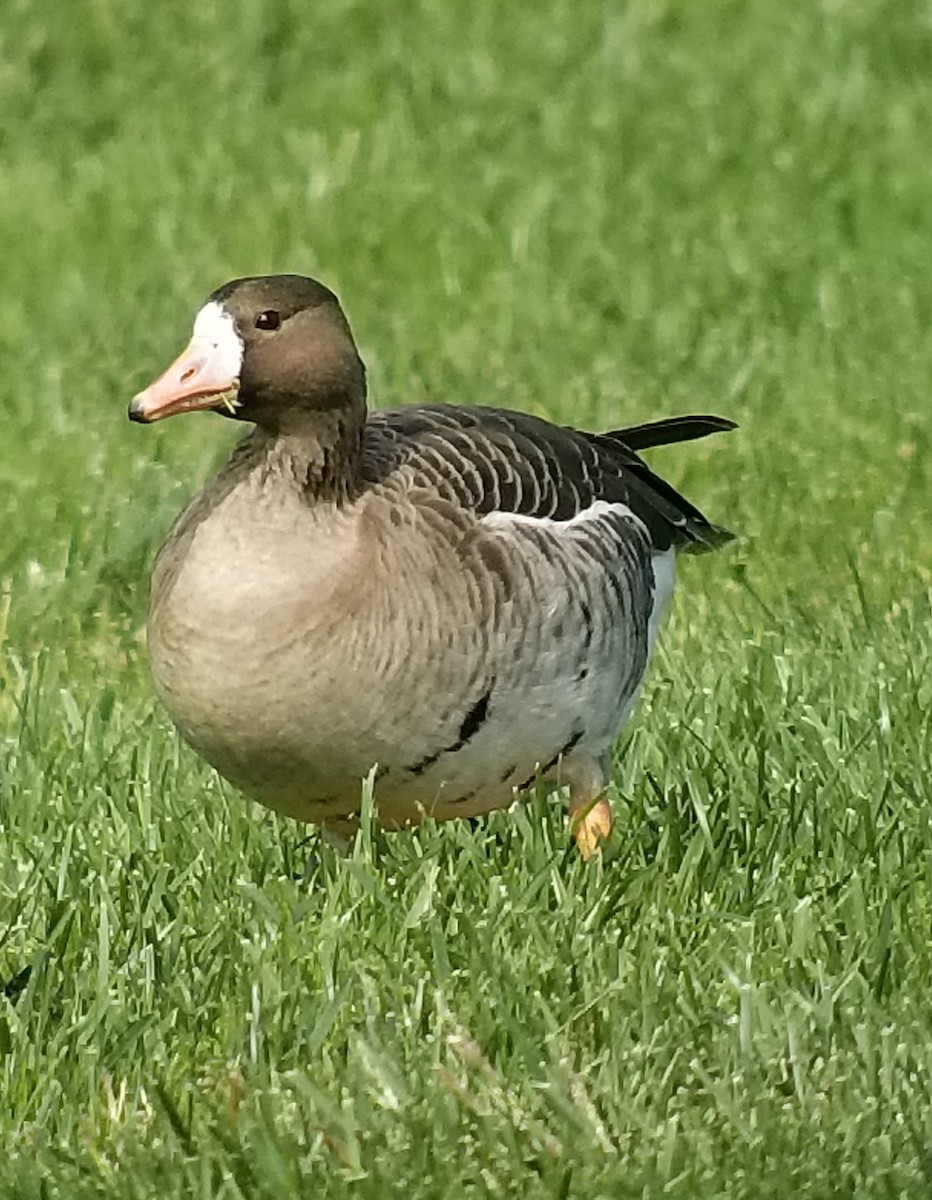 Greater White-fronted Goose - ML214675771