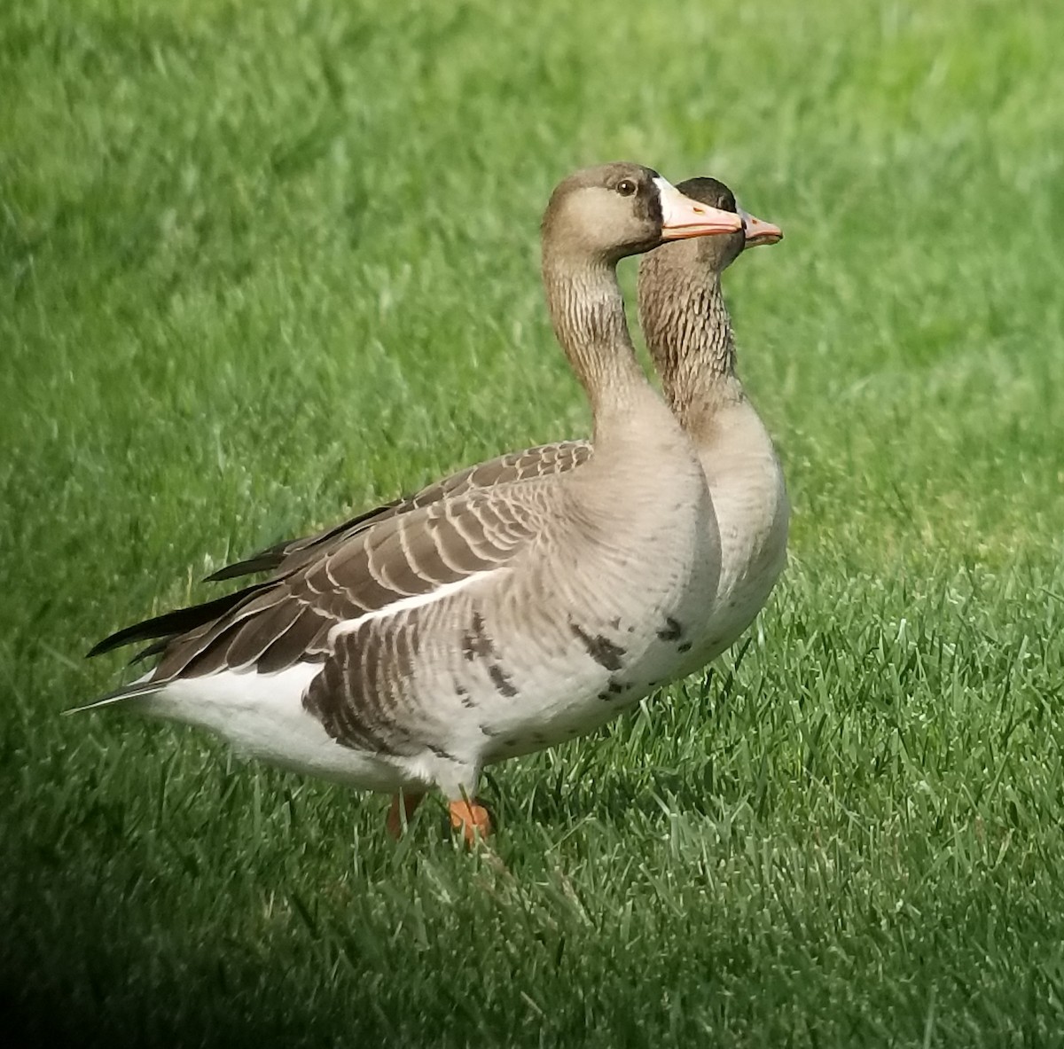 Greater White-fronted Goose - ML214675891