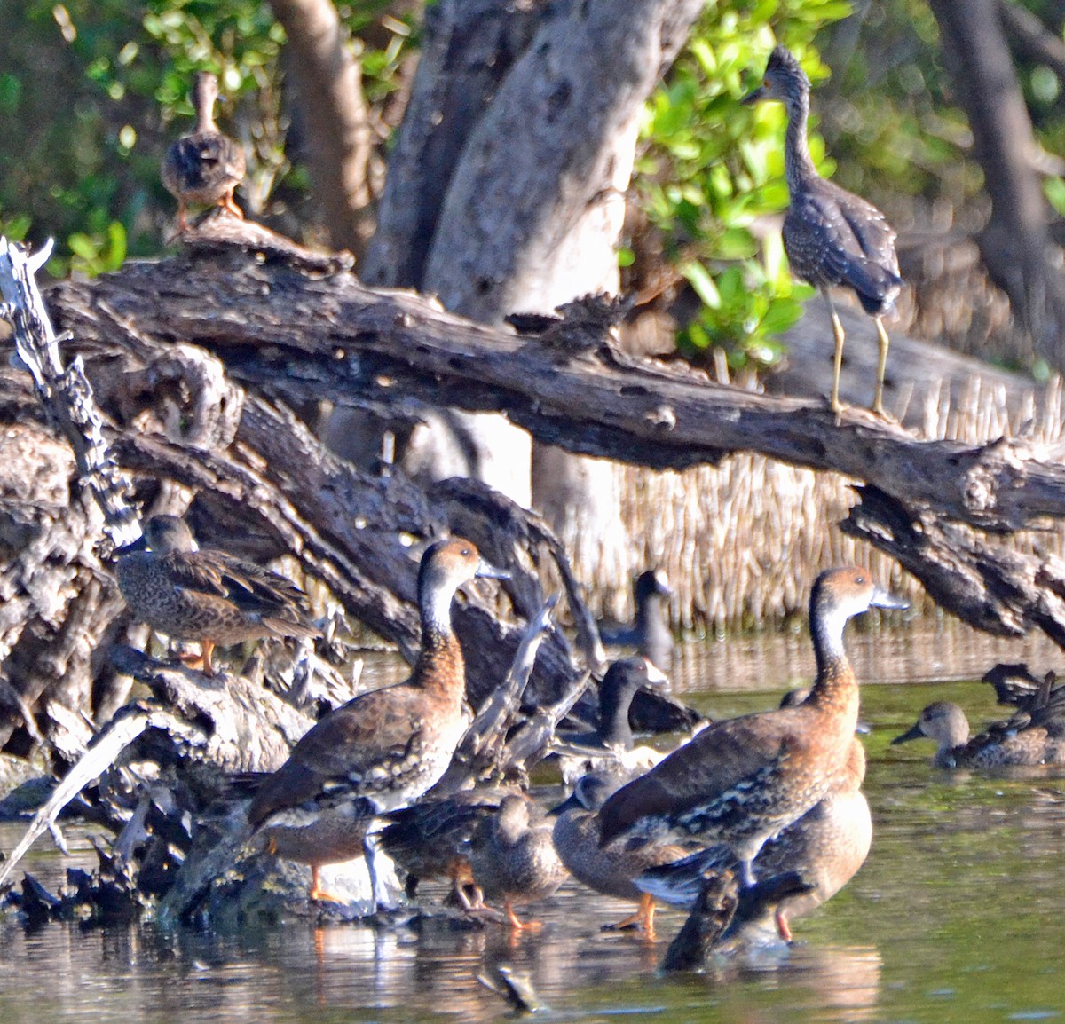 West Indian Whistling-Duck - ML21467631