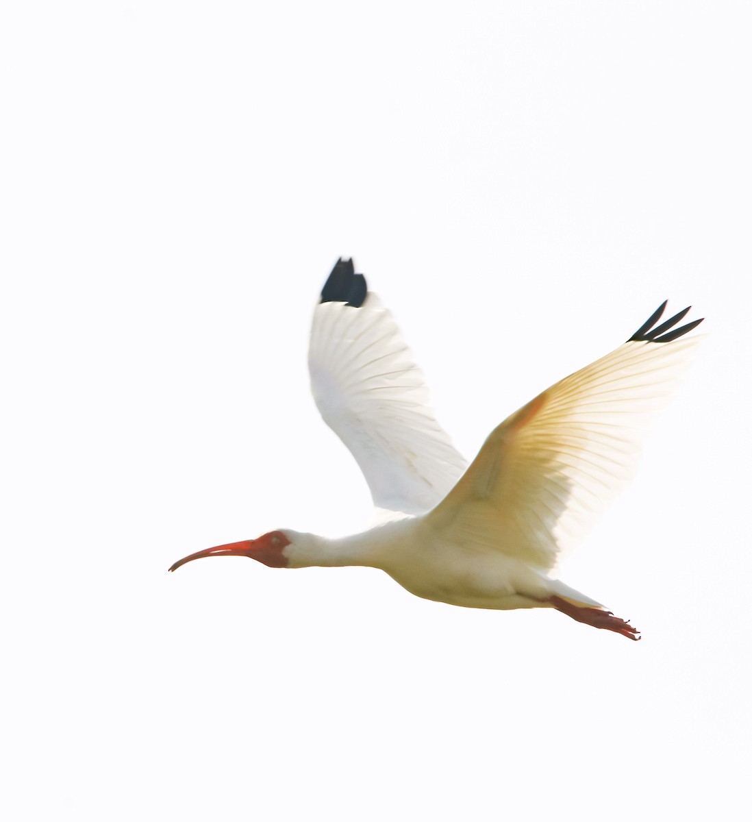White Ibis - Isaias Morataya