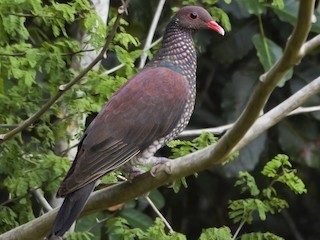  - Scaled Pigeon