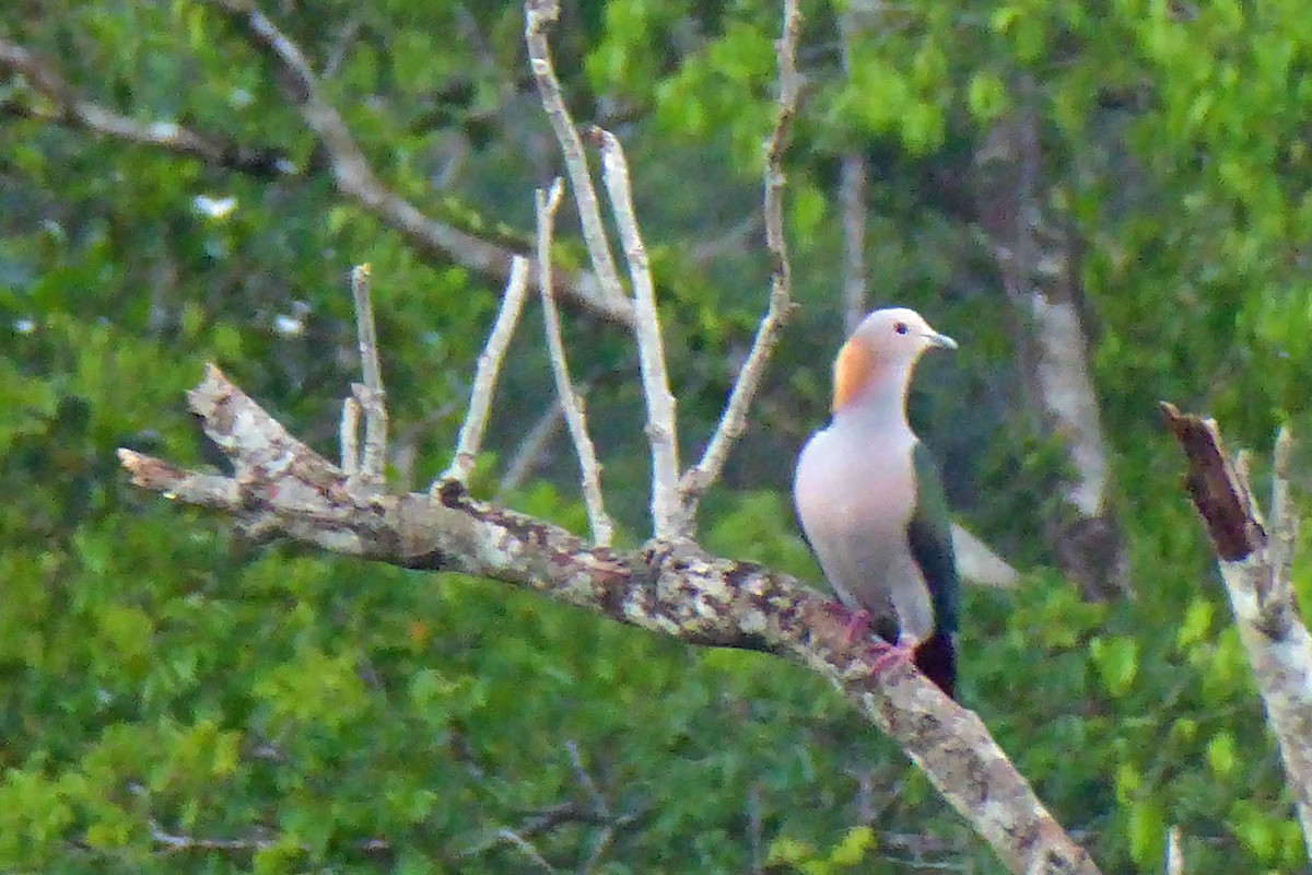 Green Imperial-Pigeon - ML214679081